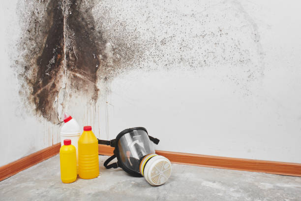 Best Black Mold Removal  in Buffalo, WY