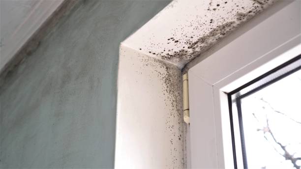 Best Office Mold Removal Services  in Buffalo, WY