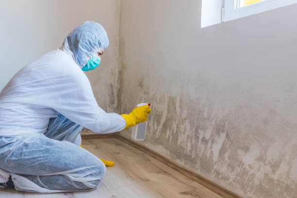 Mold Testing and Removal in Buffalo, WY