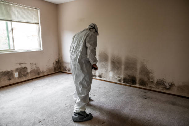 Best Black Mold Removal  in Buffalo, WY