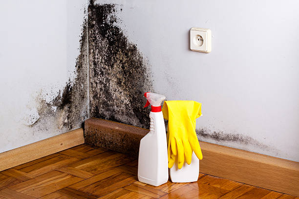 Best Mold Remediation Services  in Buffalo, WY