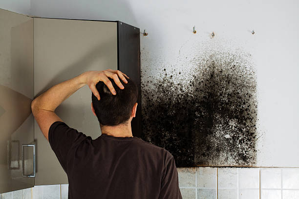 Best Best Mold Removal Companies  in Buffalo, WY