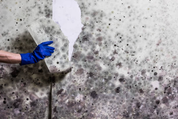 Best Mold Inspection  in Buffalo, WY