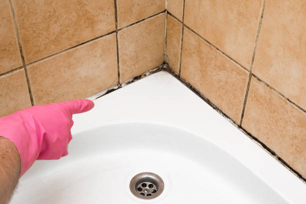 Best Mold Remediation Experts  in Buffalo, WY